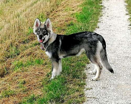 Wolfhunde Besitzer TWH oder SWH hier?-Beitrag-Bild