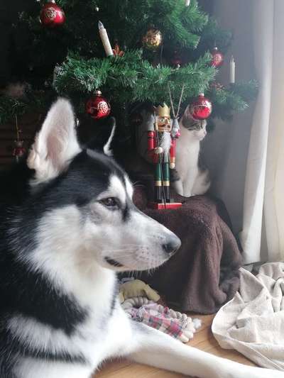 Hund und Katz Momente-Beitrag-Bild