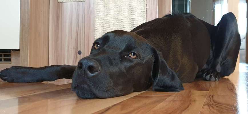 CHALLENGE NR. 19 - Der Hundeblick-Beitrag-Bild