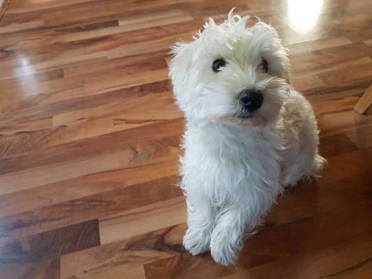 CHALLENGE NR. 19 - Der Hundeblick-Beitrag-Bild