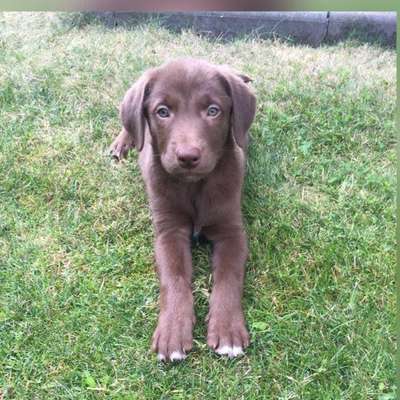 Welpen Bilder !-Beitrag-Bild