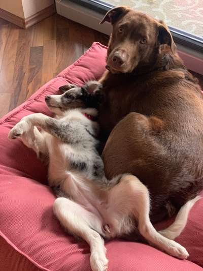 Bester Freund, Hundekumpel - zeigt her!-Beitrag-Bild