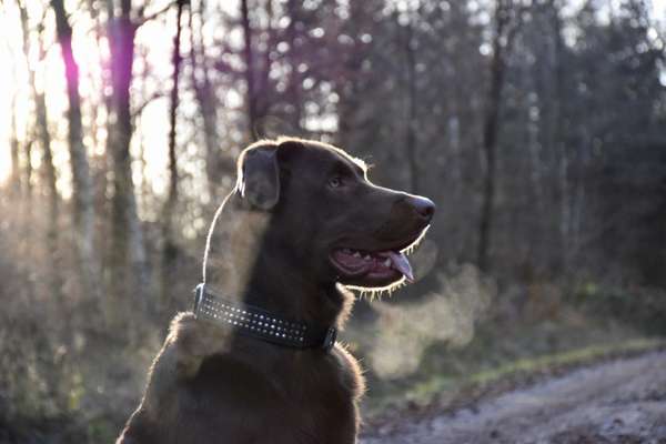 Hundemodel-Beitrag-Bild