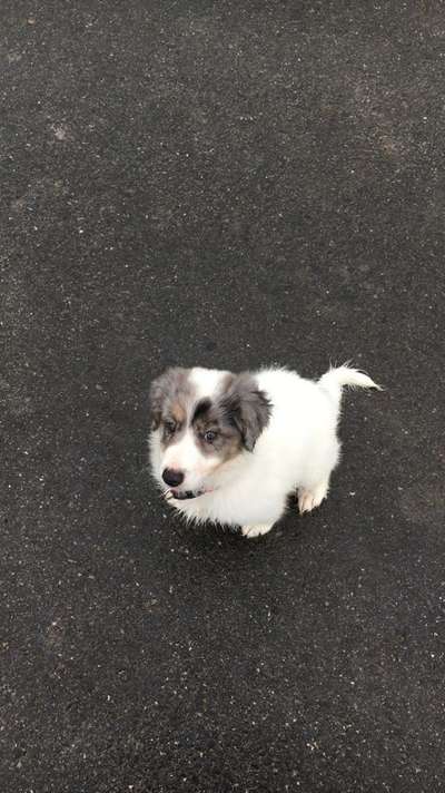 Welpen Bilder !-Beitrag-Bild