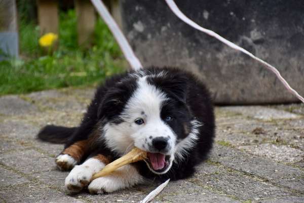 Welpen Bilder !-Beitrag-Bild