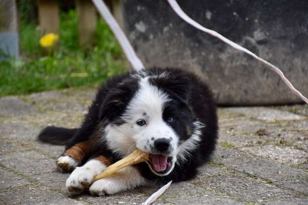 Welpen Bilder !-Beitrag-Bild