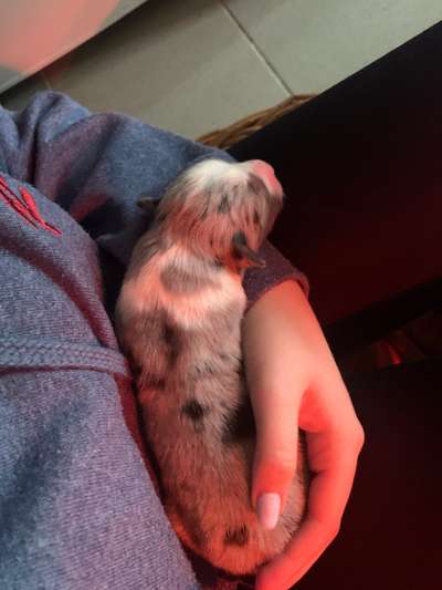 Welpen Bilder !-Beitrag-Bild