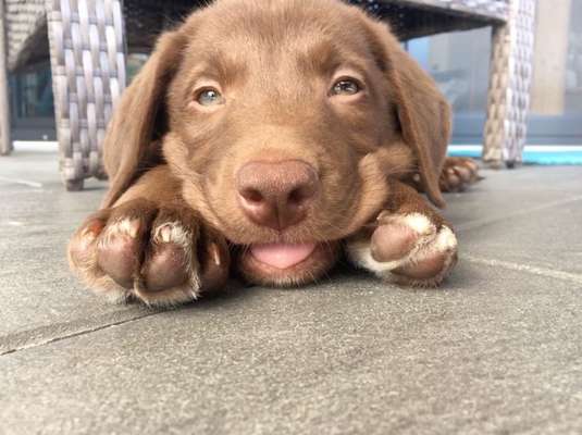 Welpen Bilder !-Beitrag-Bild