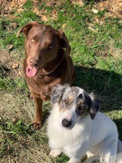 Bester Freund, Hundekumpel - zeigt her!-Beitrag-Bild