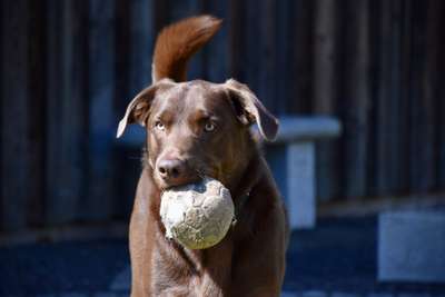 Hundemodel-Beitrag-Bild