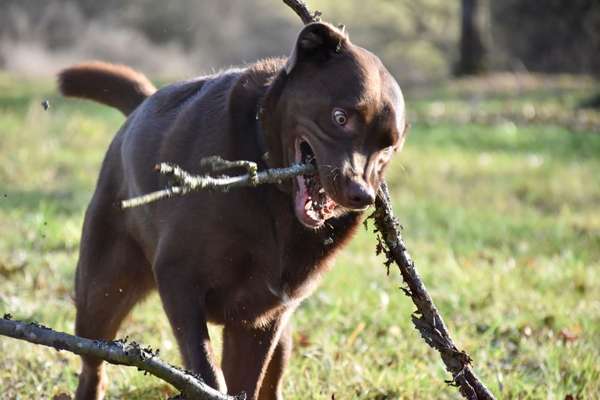 Lustigsten Grimassen von euren Hunden-Beitrag-Bild