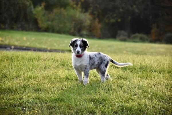 Welpenfotos-Beitrag-Bild