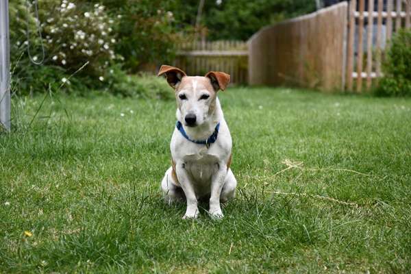 Regenbogenbrücke-Beitrag-Bild