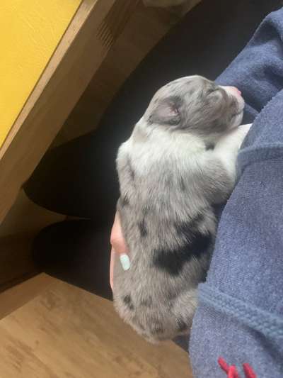 Welpen Bilder !-Beitrag-Bild