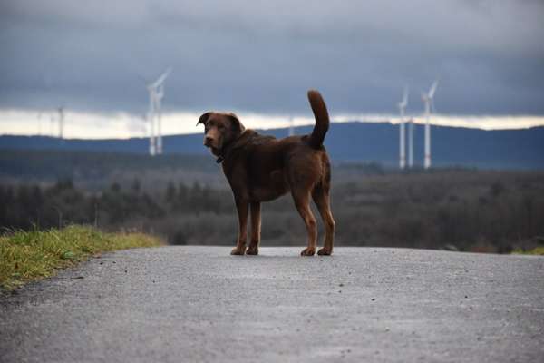 Zeigt mal die schönsten Bilder von euren Hunden !-Beitrag-Bild