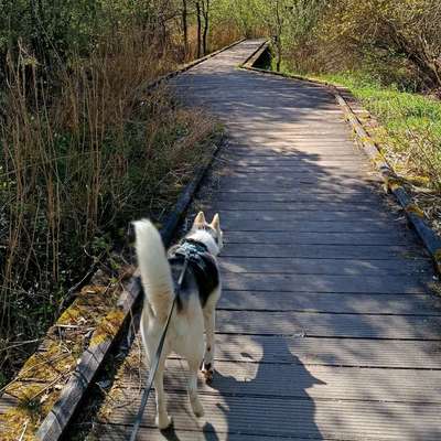 Hundetreffen-Kumpel zum spielen und Gassi gehen gesucht-Bild