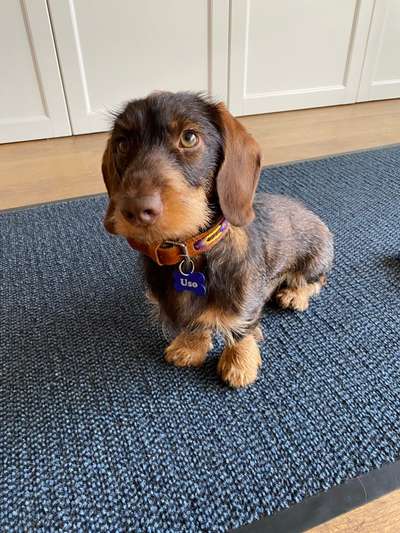 Seltene Rassen!-Beitrag-Bild