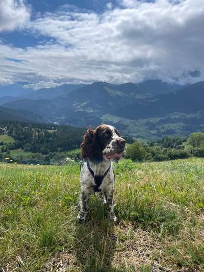 Hundeauslaufgebiet-Falera-Laax-Bild