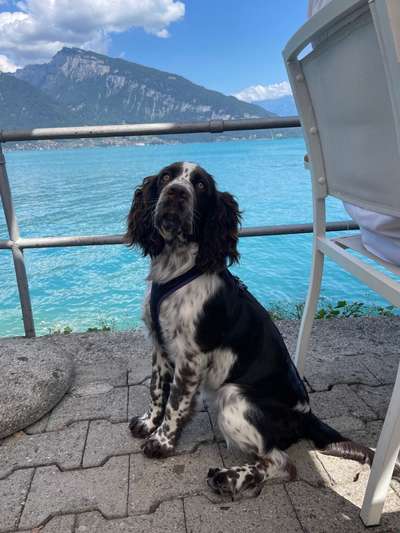 Englisch Springer Spaniel-Beitrag-Bild