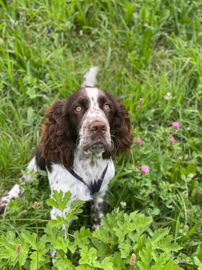 TierschutzhundeStammtisch🐕-Beitrag-Bild