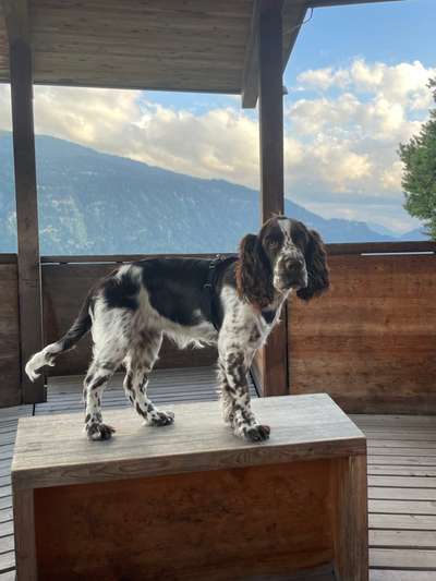 Hundesport English Springer Spaniel-Beitrag-Bild