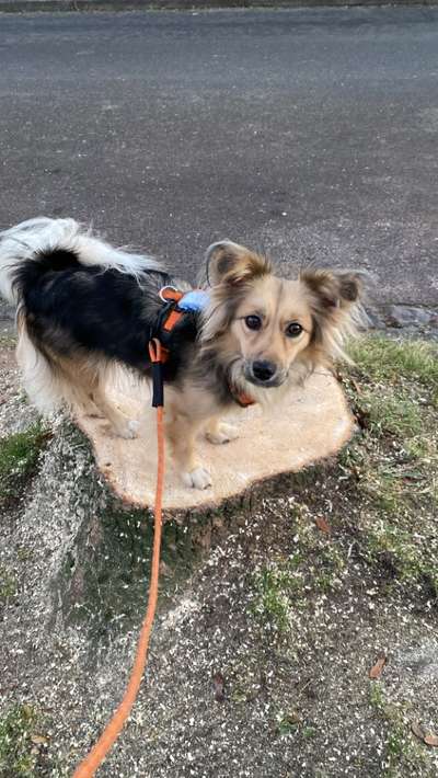 Deine Frage an einen Hundetrainer (Dogorama Webinar)-Beitrag-Bild