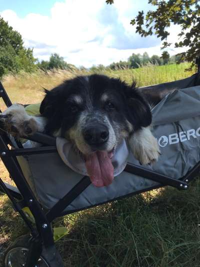 CHALLENGE NR. 19 - Der Hundeblick-Beitrag-Bild