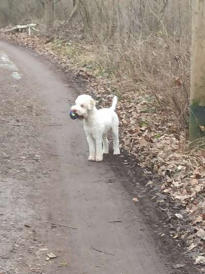 Lagotto Romagnolo Besitzer-Beitrag-Bild