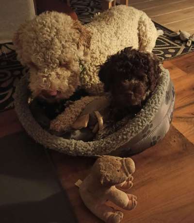 Lagotto Romagnolo Besitzer-Beitrag-Bild