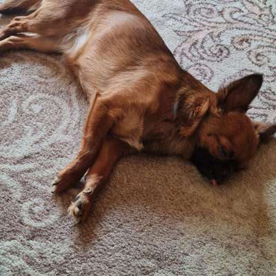 Hundetreffen-Hundetreffen(kleine hunde)-Bild