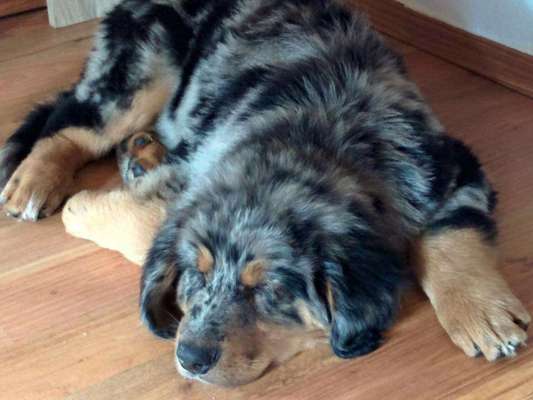 Welpen Bilder !-Beitrag-Bild