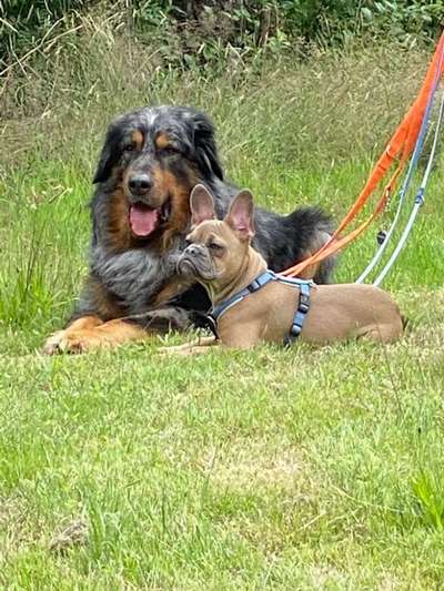 Die Dogorama Wochen Challenge "Friends will be Friends"-Beitrag-Bild