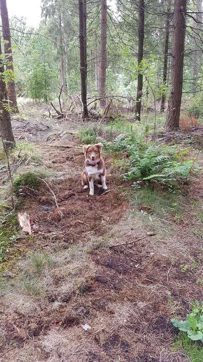 Aussies-Beitrag-Bild