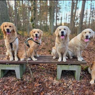Hundetreffen-Gassi und Trainingsfreunde-Bild
