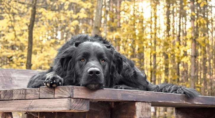 Zeigt mal die schönsten Bilder von euren Hunden !-Beitrag-Bild