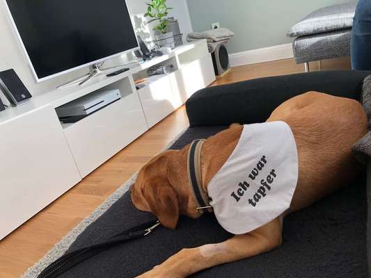 Hunde-OP / Krankenversicherung - ein Must-Have aus unsere Sicht-Beitrag-Bild