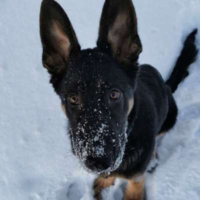 Die Dogorama Kalender Challenge 4/4-Beitrag-Bild