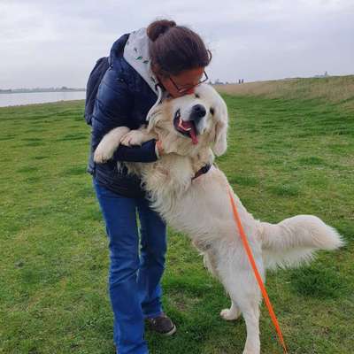 Hundetreffen-Gemeinsame Gassirunde-Profilbild