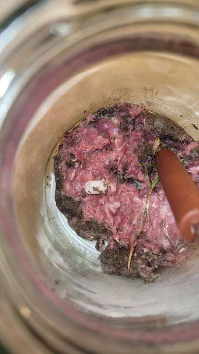 Giftköder-Fleischköder mit plastik ausgelegt-Bild