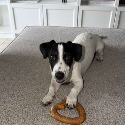 Hundetreffen-Welpentreffen oder aktive Hunde 🐕-Bild