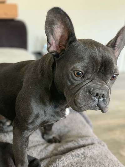 Französische Bulldoggen-Beitrag-Bild