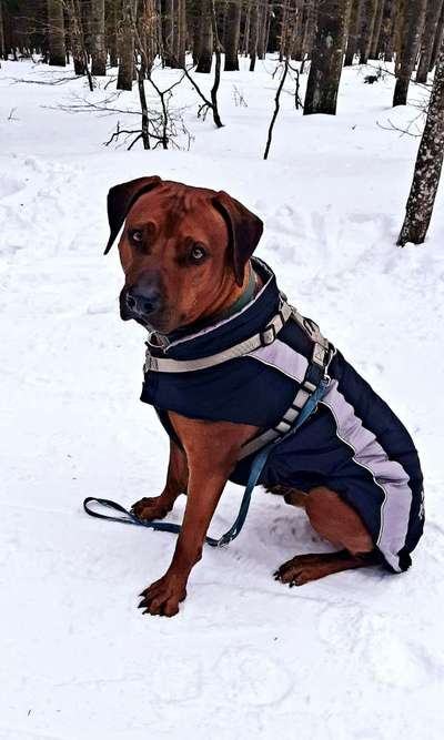 Rhodesian Ridgeback-Beitrag-Bild