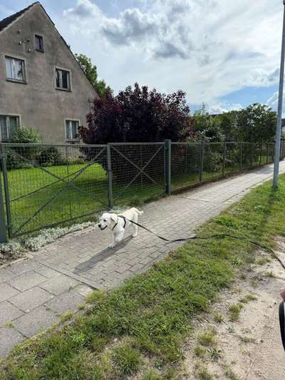 Hundetreffen-Spiel-und Socialrunde-Bild