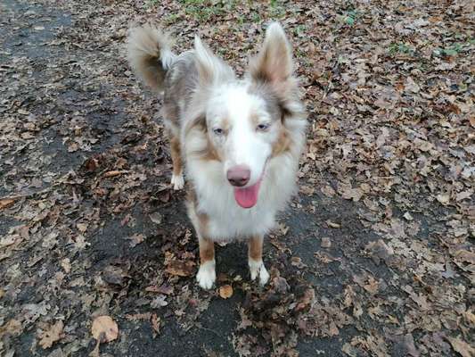 Hundetreffen-Spielen und Gassi gehen in und um Dormagen-Bild