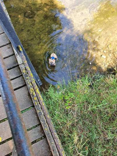 Französische Bulldoggen-Beitrag-Bild