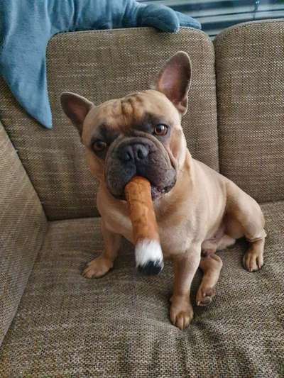 Französische Bulldoggen-Beitrag-Bild