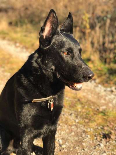 Schäferhund-Beitrag-Bild