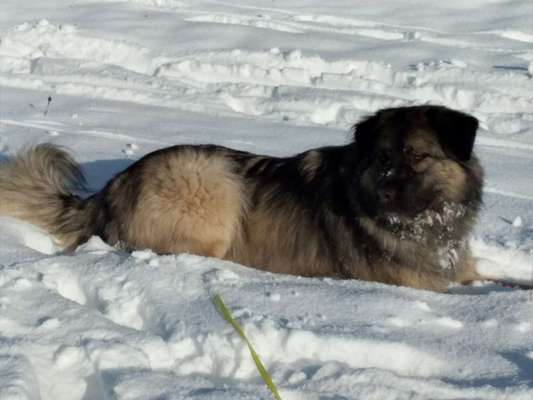 Herdenschutzhunde-Beitrag-Bild