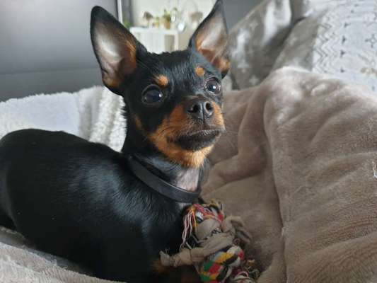 Wo sind die Zwergpinscher?-Beitrag-Bild