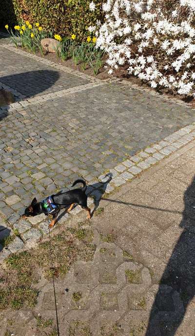 Challenge 23 : "  Euer Hund beim Frühlingserwachen "-Beitrag-Bild